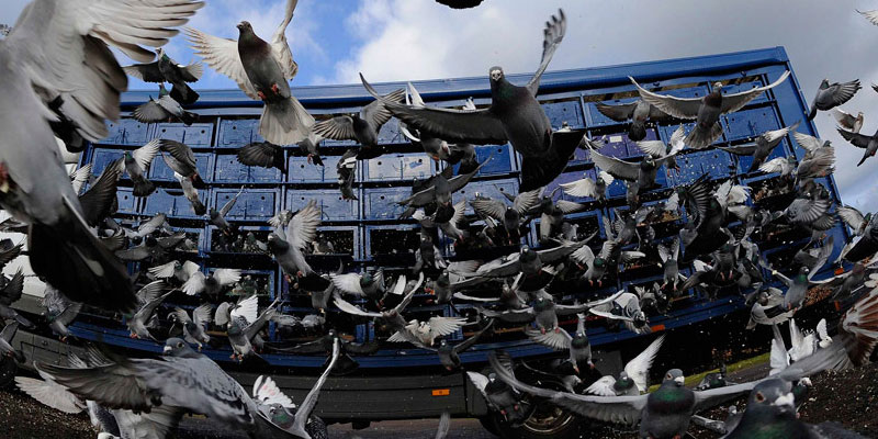 Отпугивание птичьих стай в Краснодаре от ДЕЗ-Комфорт - фото