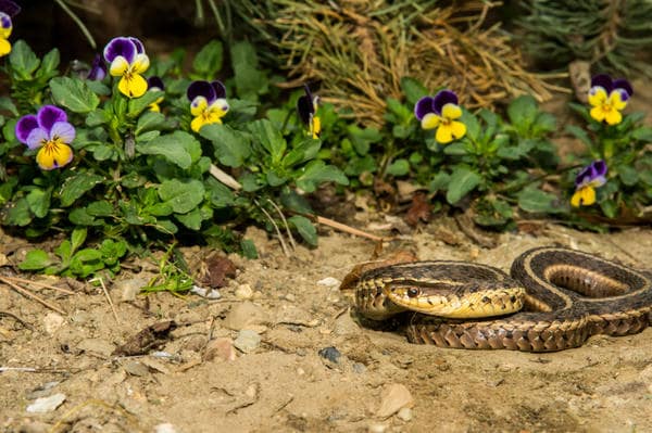 Выведение и отпугивание змей в Краснодаре от ДЕЗ-Комфорт - фото